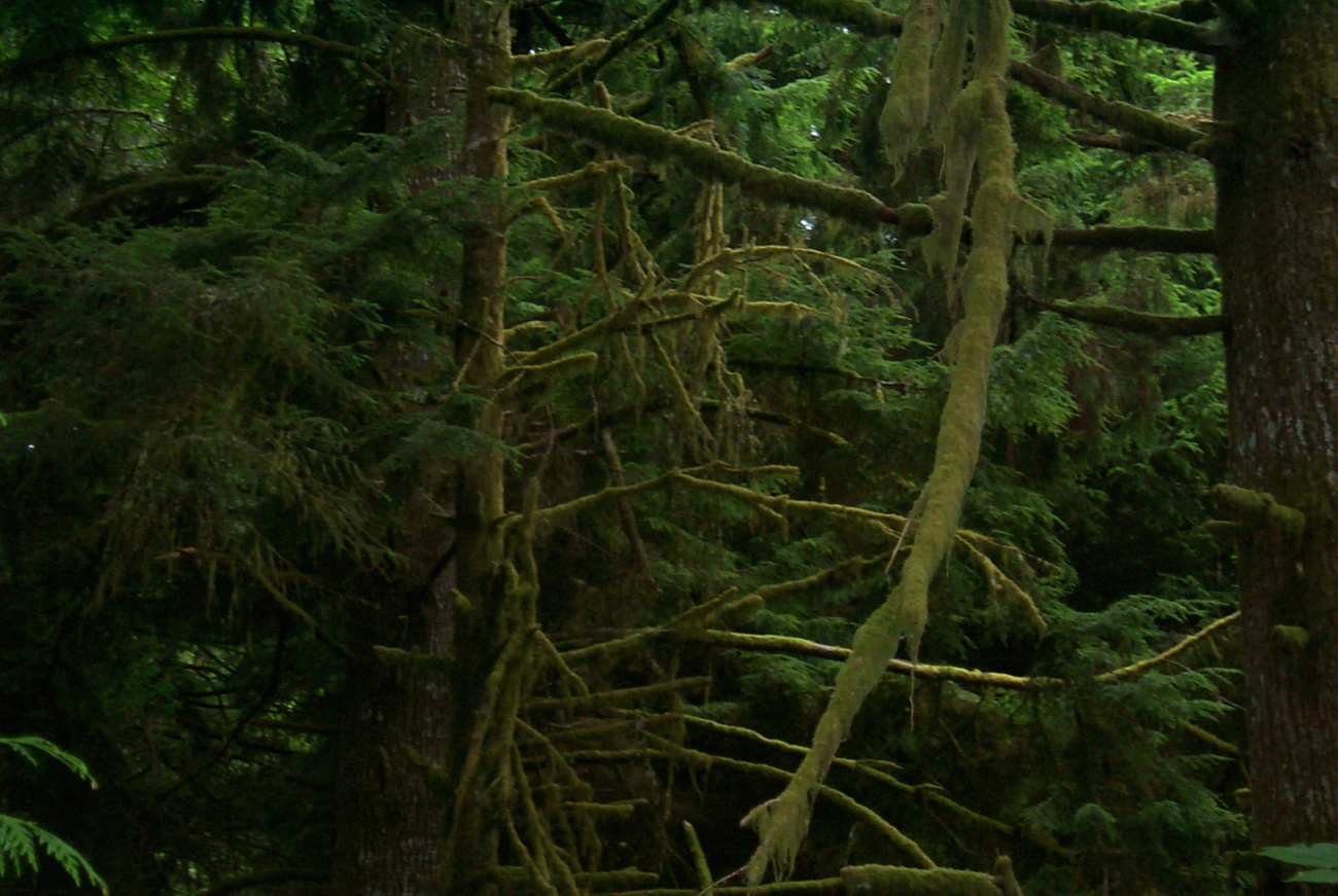 Moss covered trees along the Oregon coast
