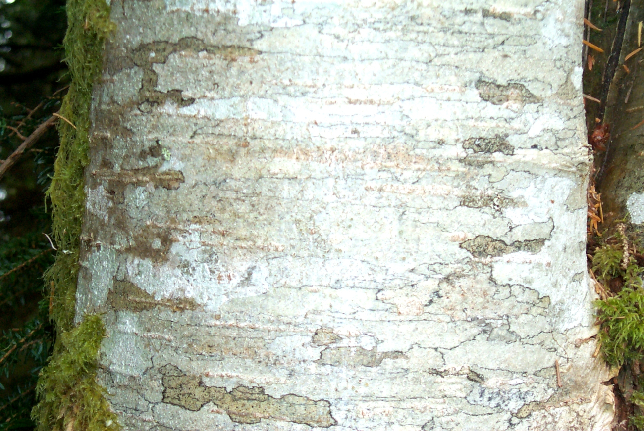 Eighteen-inch diameter alder tree