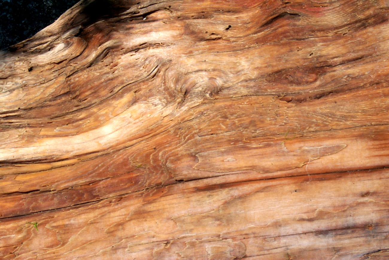 Driftwood trunk of a cedar tree