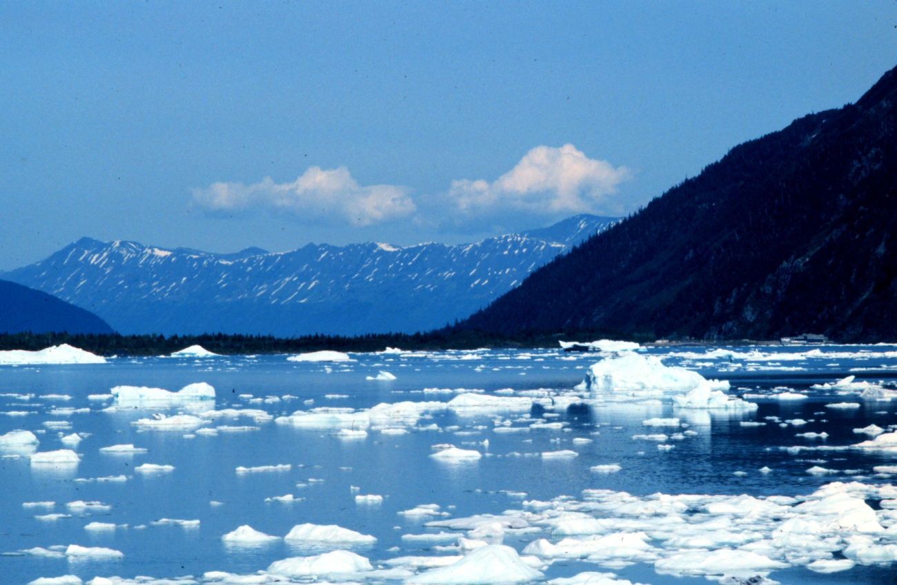 Small icebergs in Seward area