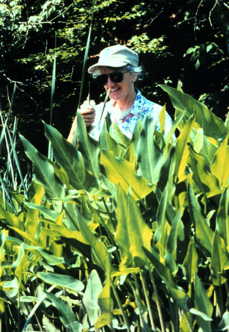 National Weather Service employee Sarah Roy checking out the cat-tails in aPatuxent River marsh
