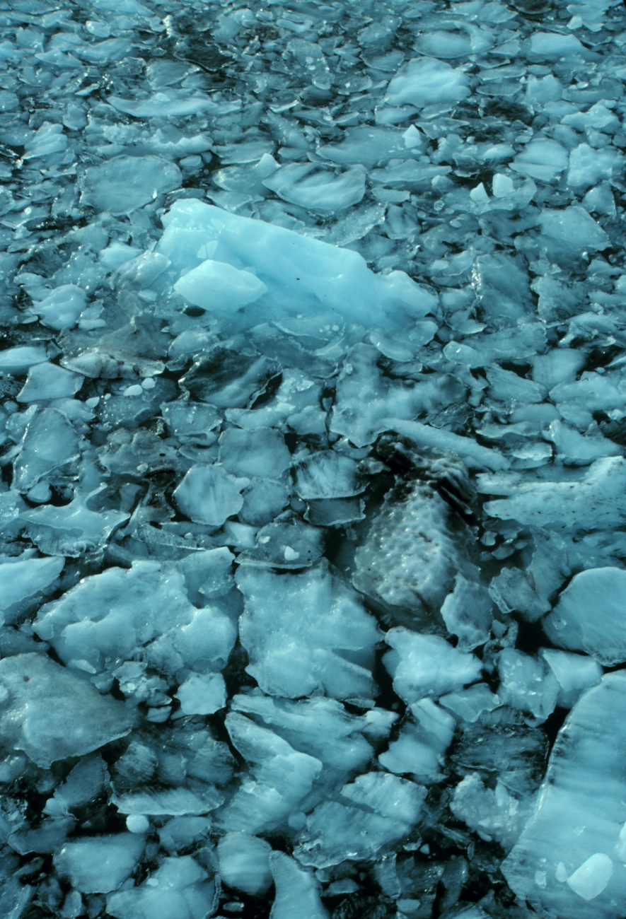 Glacial ice chunks in Icy Bay