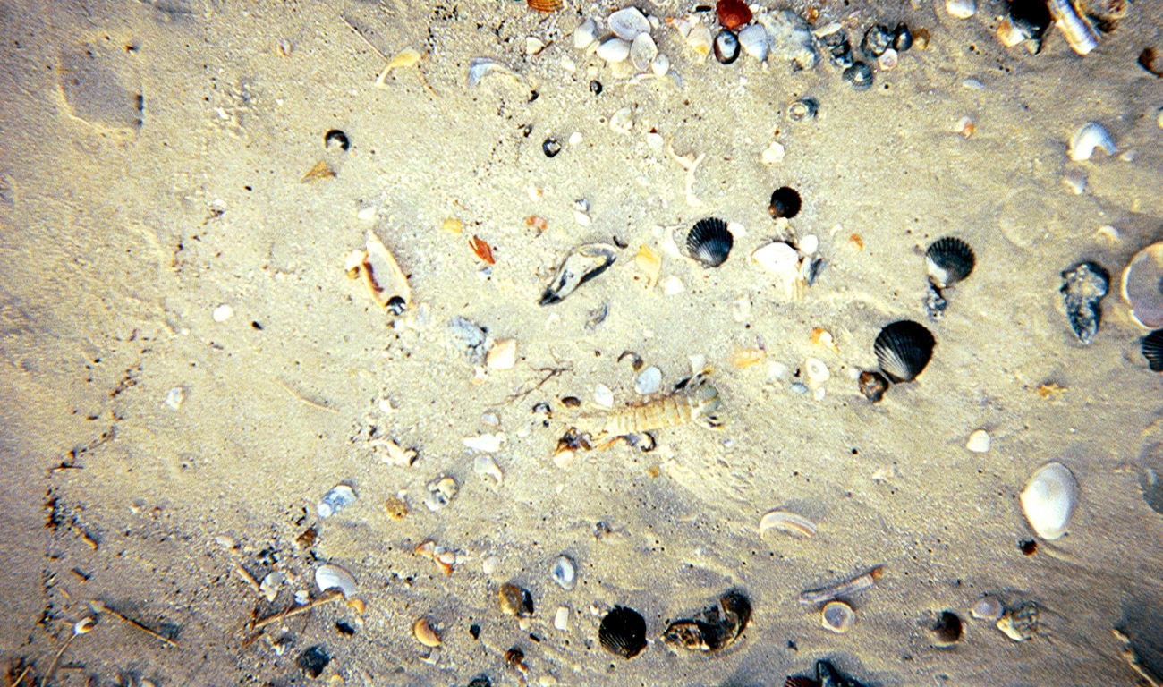Scallops and mussel shells surround a portion of a lobster carapace