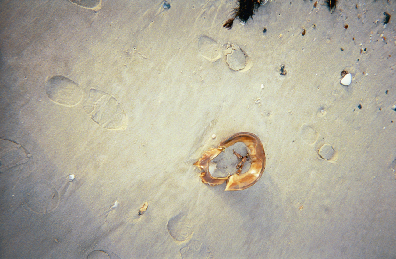 Footprints and a horseshoe crab shell
