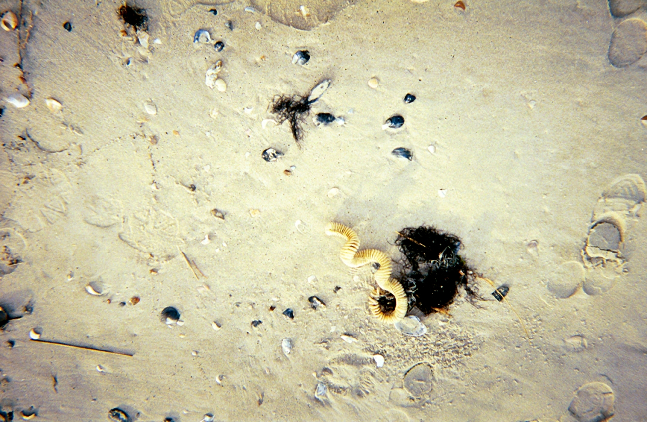 A whelk egg case, algae, and broken shells