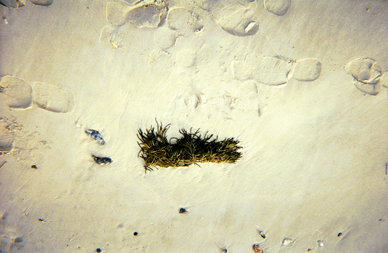 Algae cast upon the shore