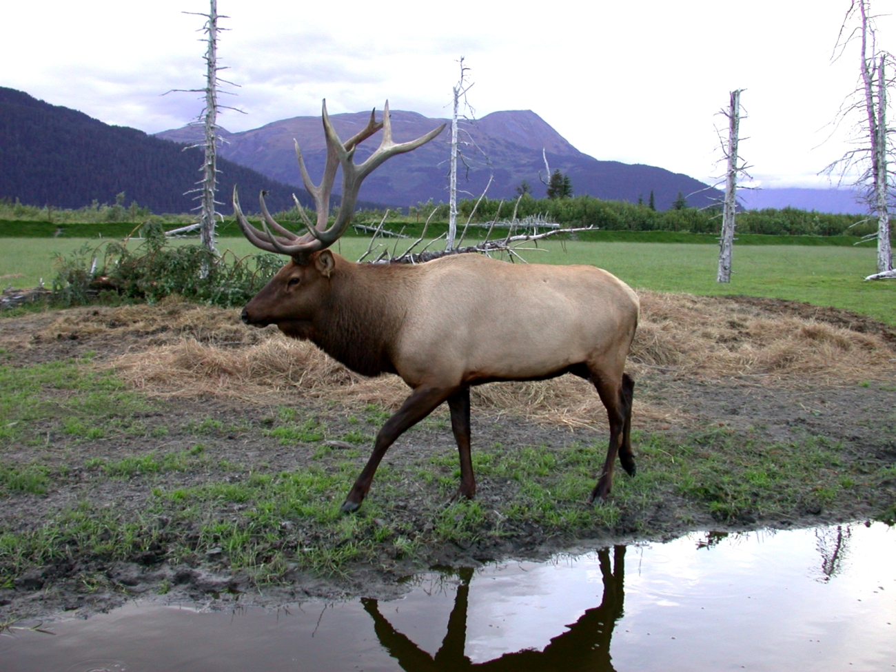 An elk on a game preserve