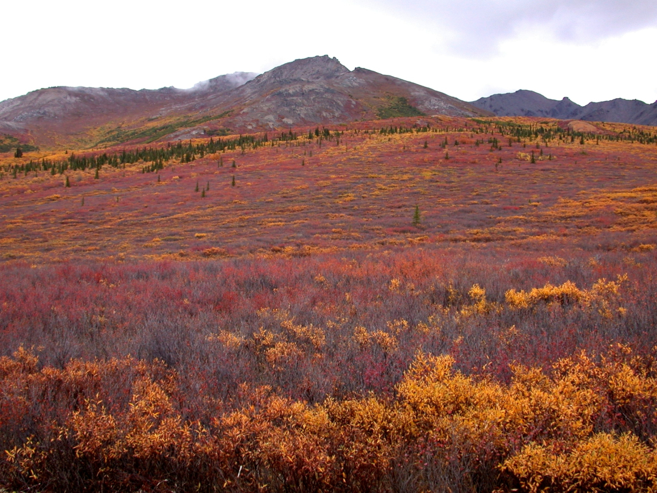 Near the tree line at higher elevations with fall colors north of Anchorage