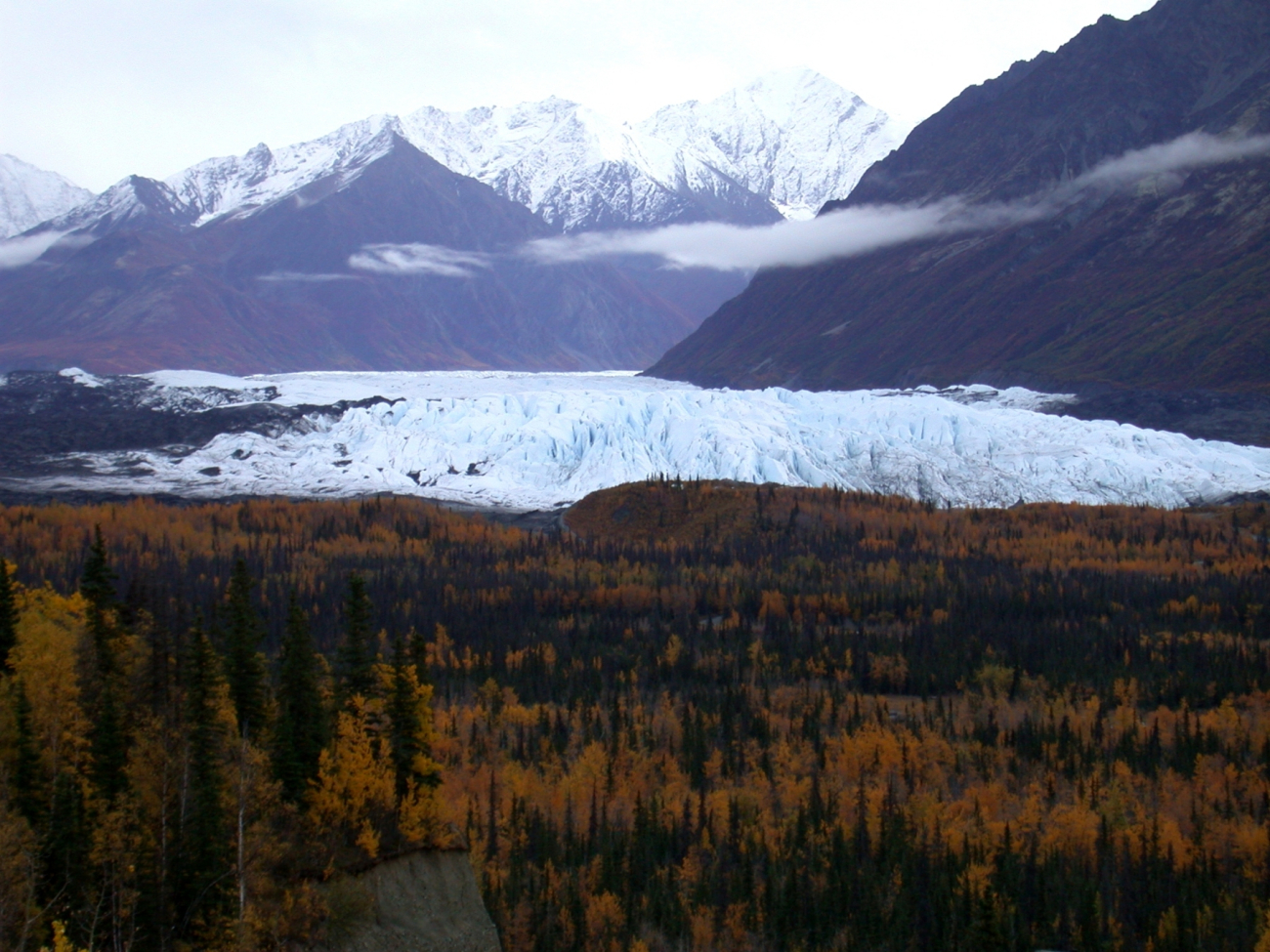 A glacier's front seen over the trees which have established themselves onglacial moraine material