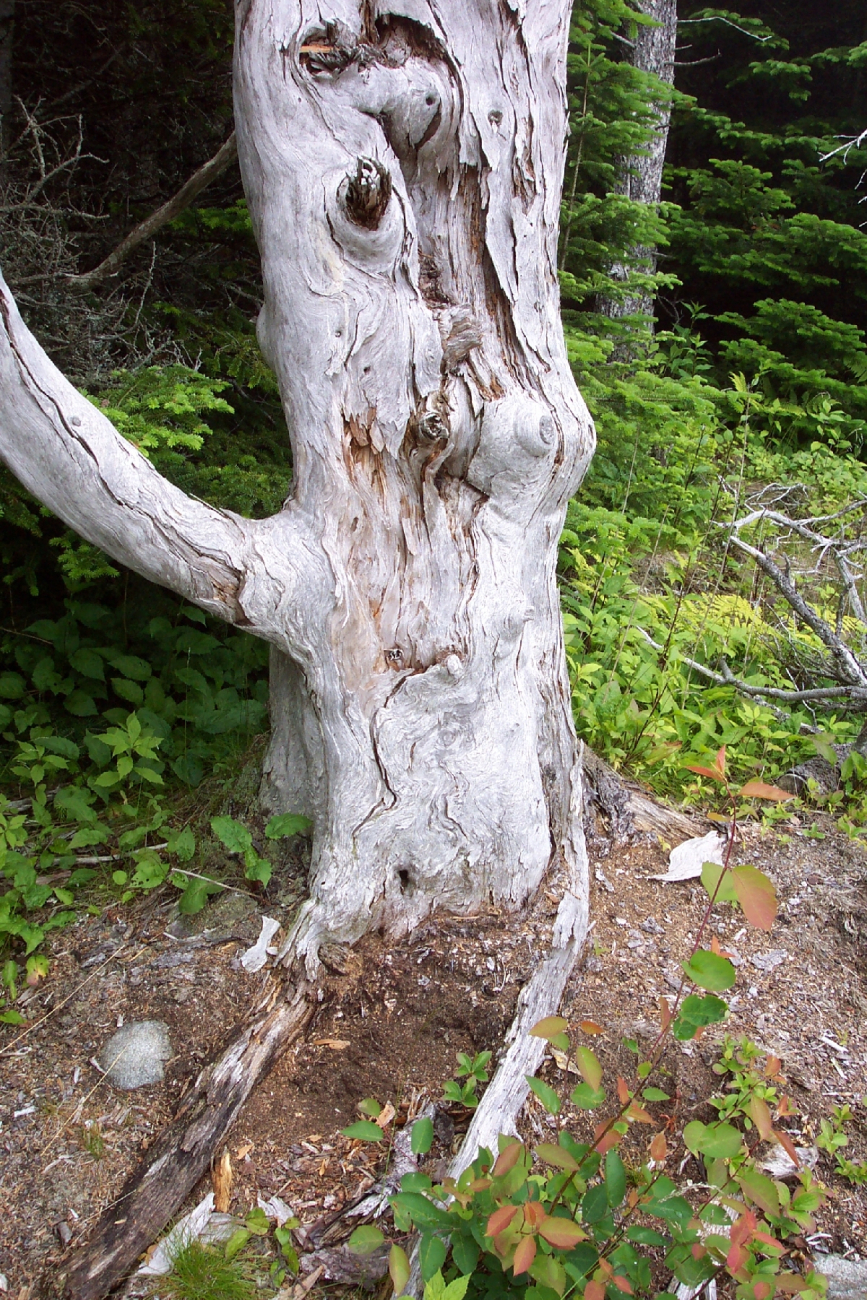 Patterns in a weather-beaten tree trunk