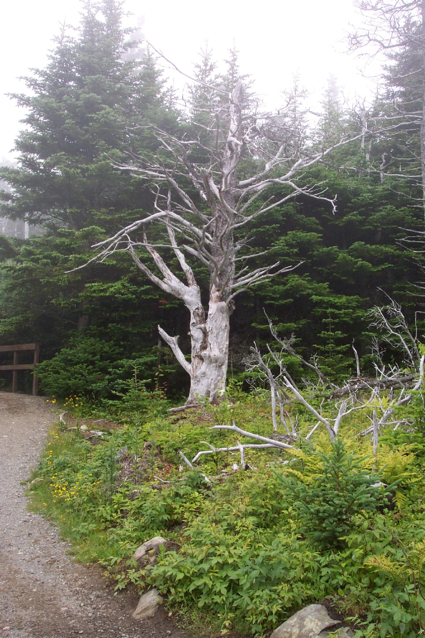 Another good tree for a Harry Potter story at West Quoddy Head