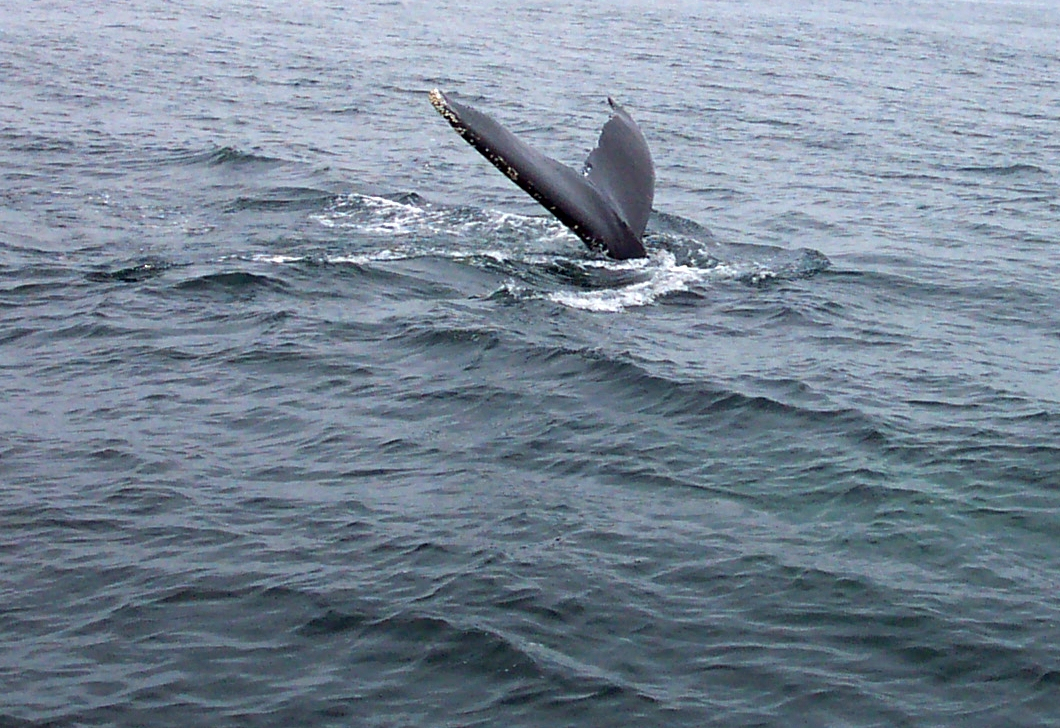 A humpback whale tail in the Gulf of Maine about 20 miles south of Bar Harbor