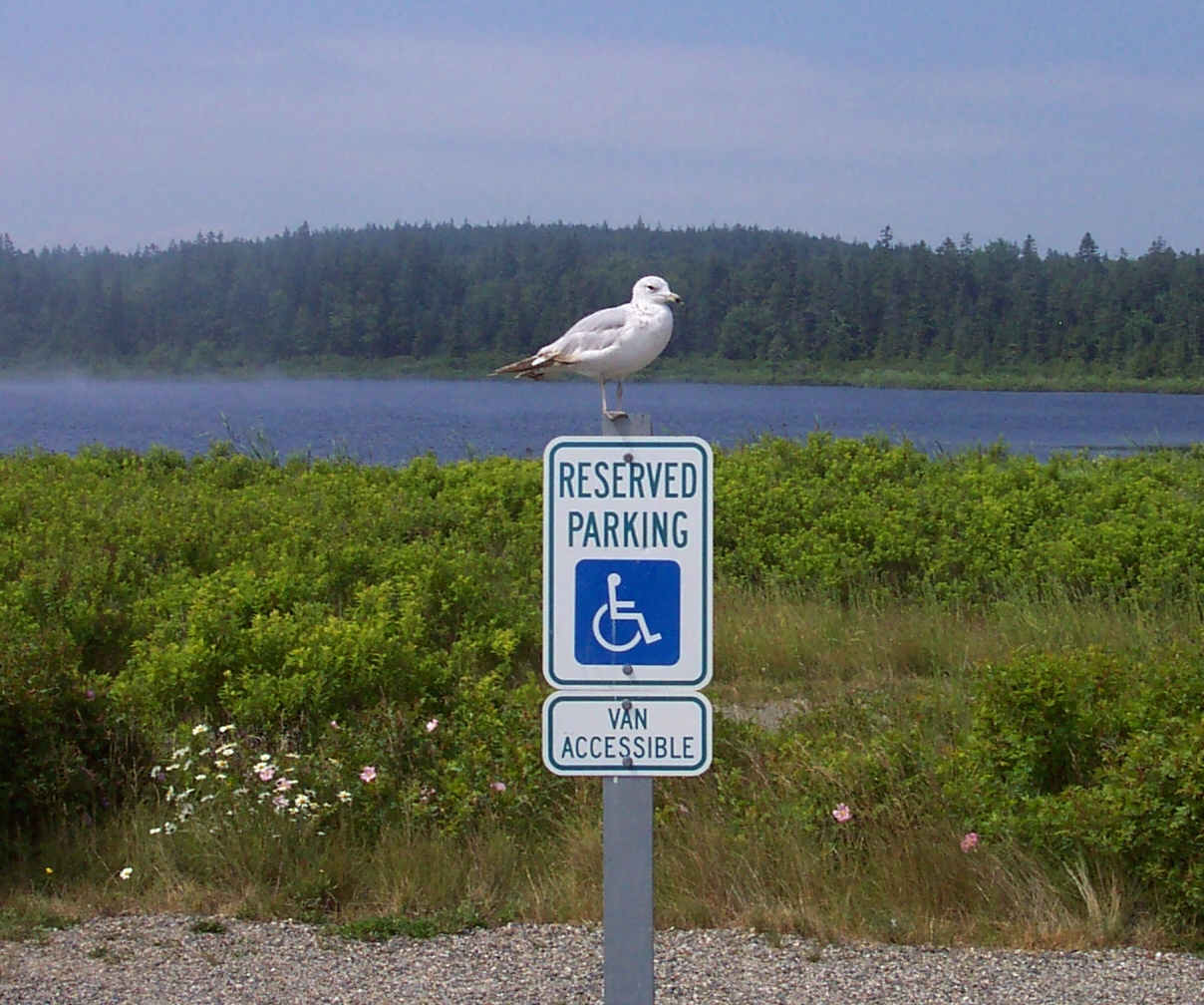 A sea-gull gives new meaning to reserved parking at Roque Bluffs State Park