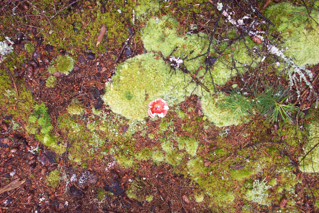 Toadstool and moss on the forest floor