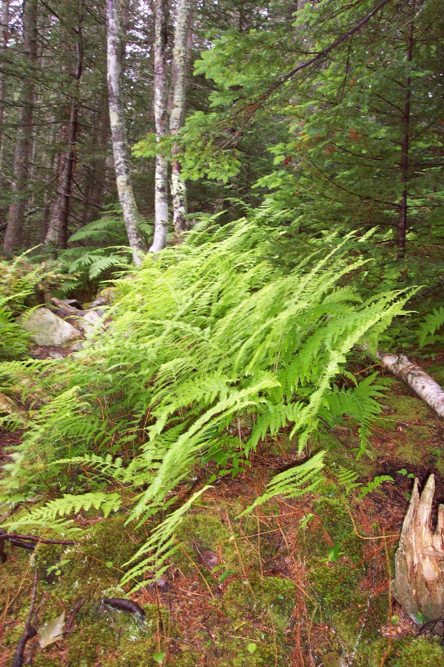 Ferns in the forest