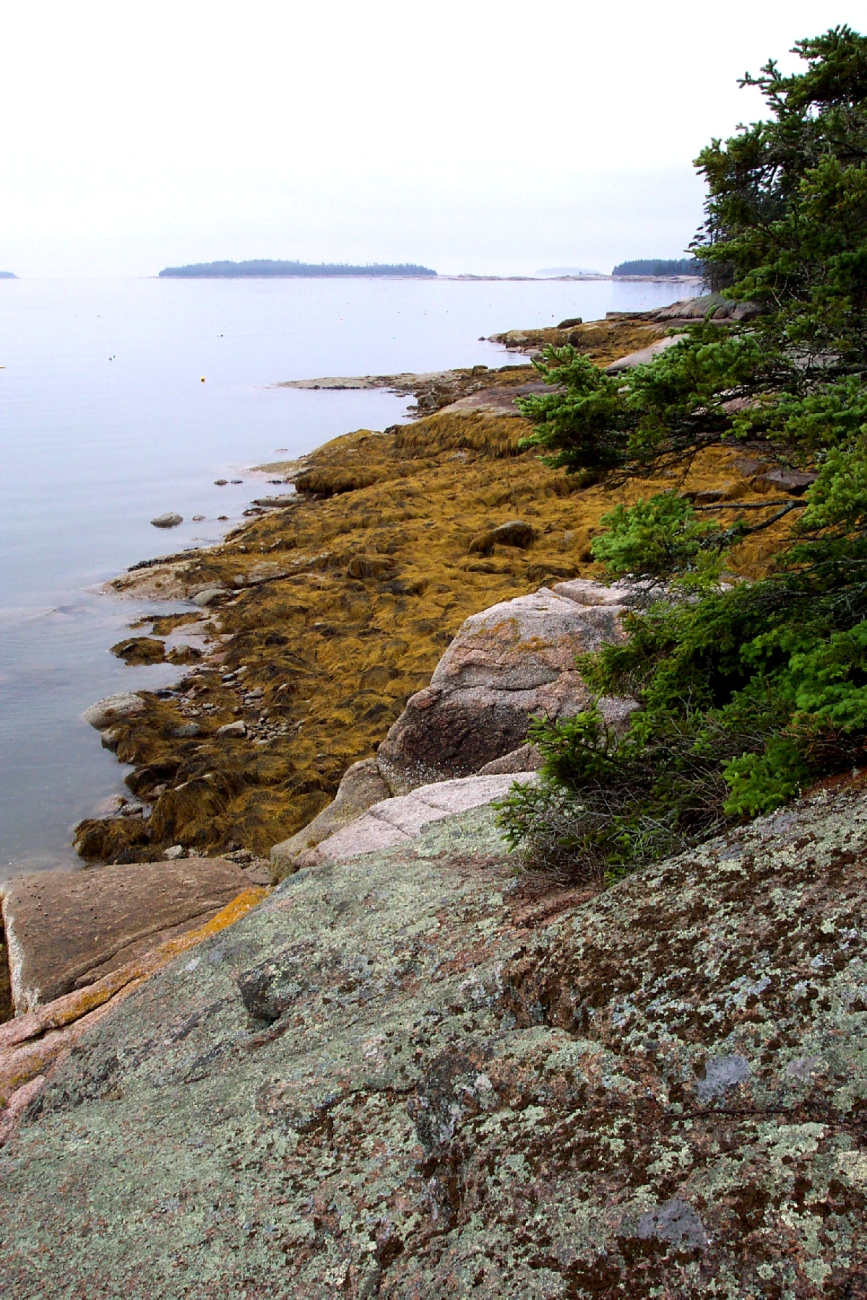 Lichen and conifer covered granite above kelp covered granitic rocks