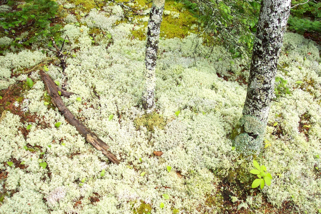 Light-green moss-covered forest floor
