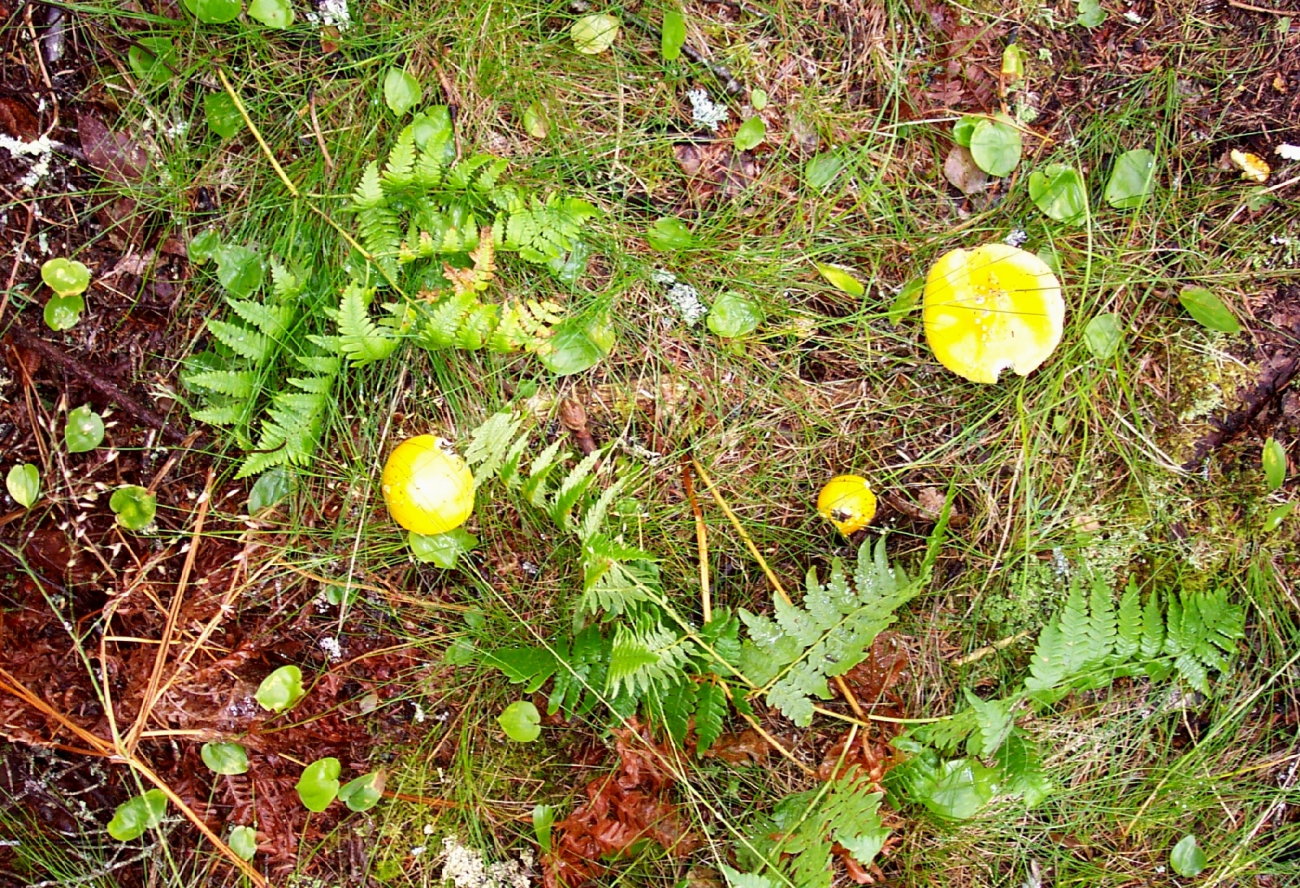 Yellow mushrooms and green ferns on the forest floor