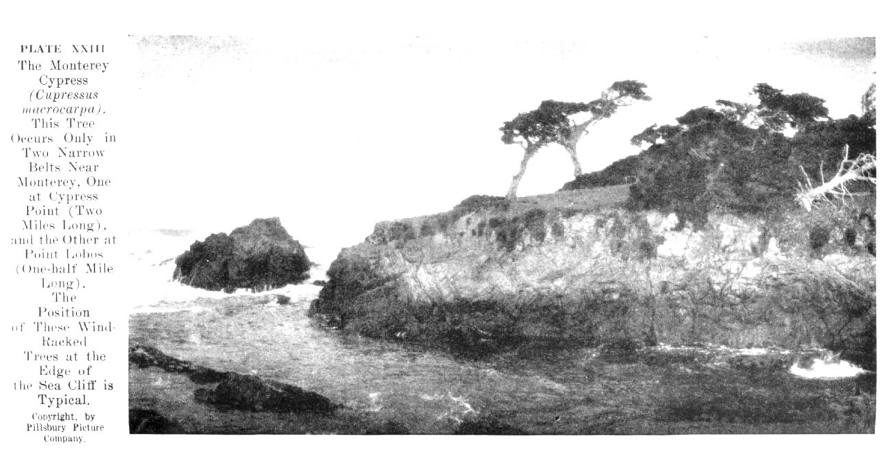 The Monterey Cypress, Cupressus Macrocarpa, at Cypress Point