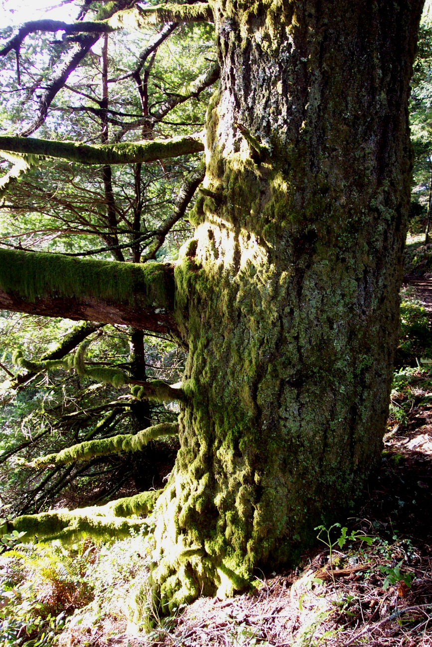 A moss-covered Douglas Fir at Purisima Creek Redwoods Open Space Preserve on Skyline Drive southof San Francisco
