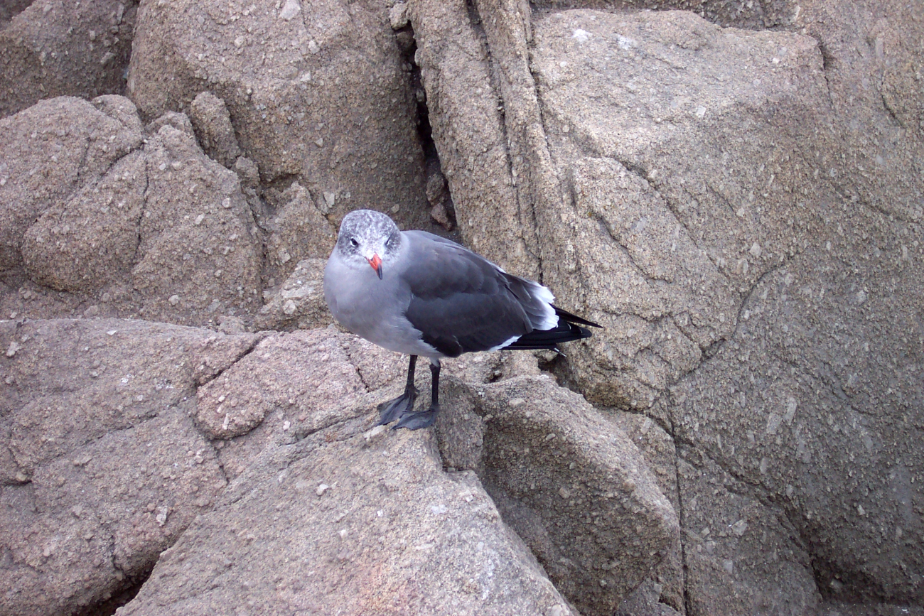 Seagull at Point Pinos