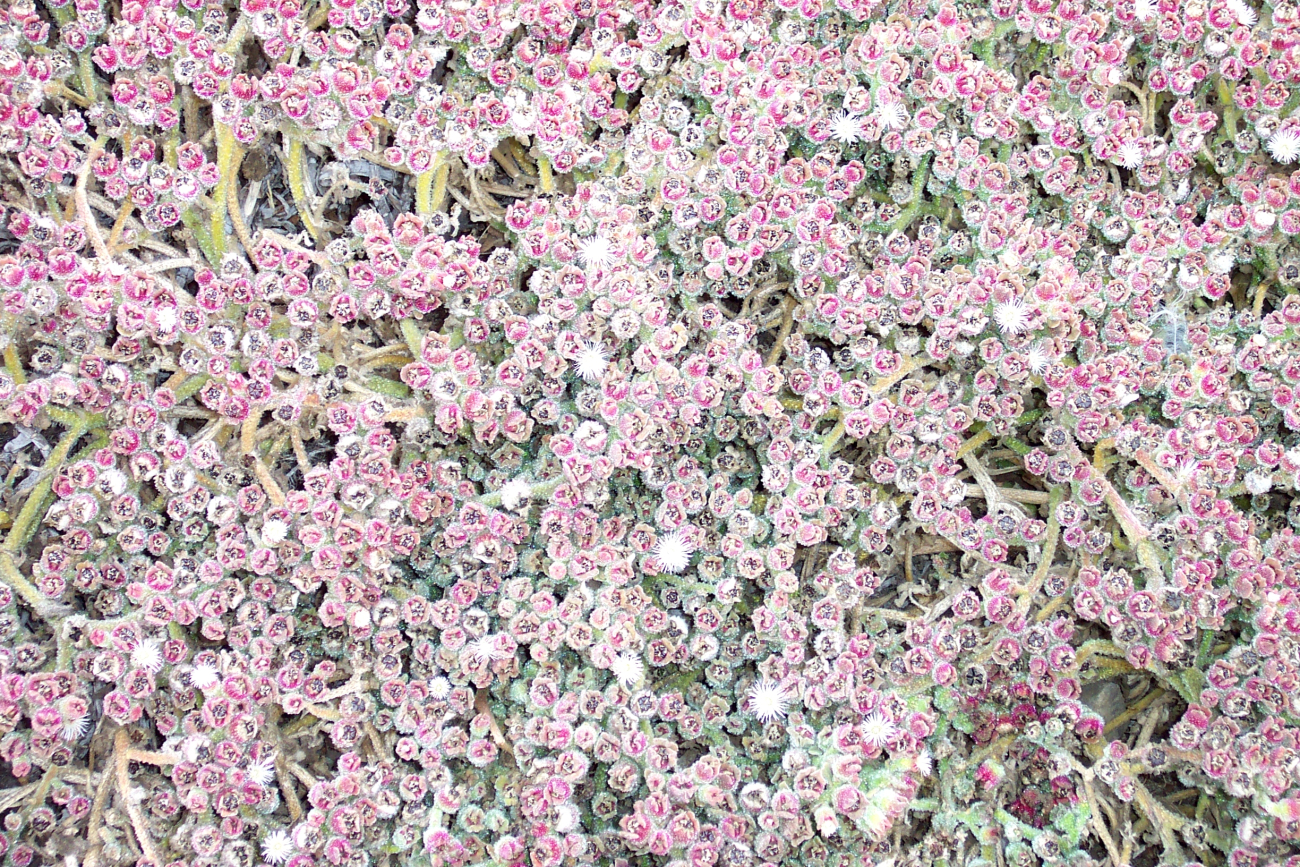 A bed of flowers at Point Lobos