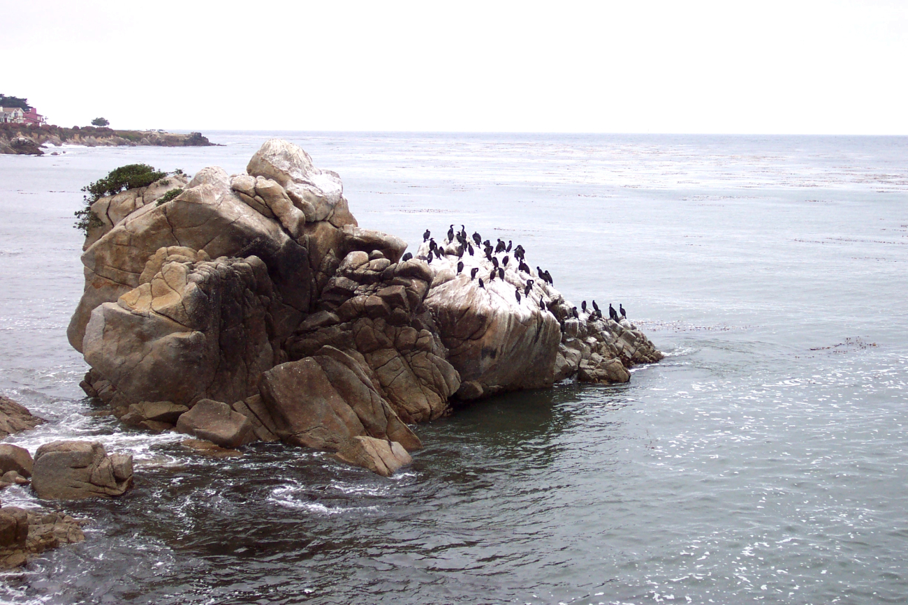 A flock of Brandt's Cormorants find a good roosting spot on an offshore rockbetween Lovers Point and Point Pinos