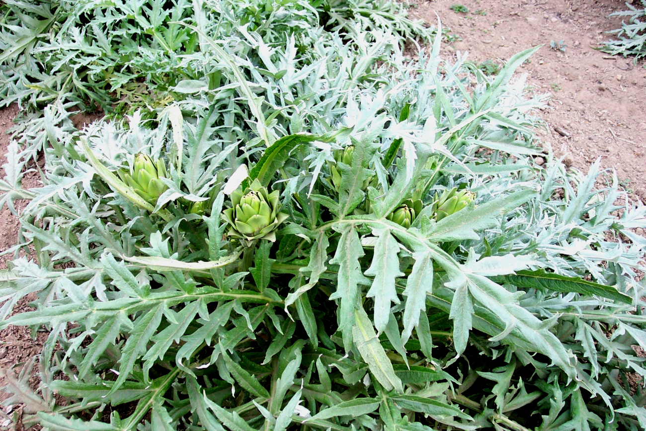 Artichoke plants