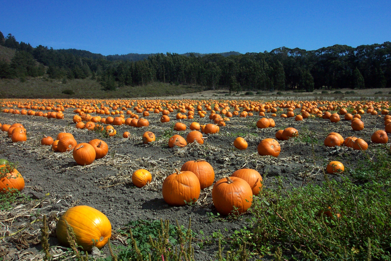 A pumpkin patch along Highway 1 north of Davenport