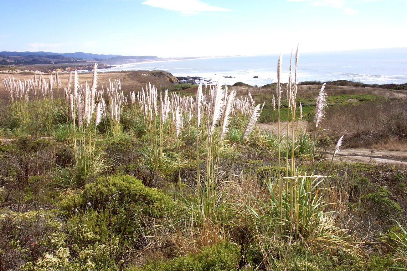 Pampas grass, Cortaderia selloana, brought to California as a decorative plant by horticulturist Joseph Sexton in Goleta, California, is now a major invasive species along the California coast