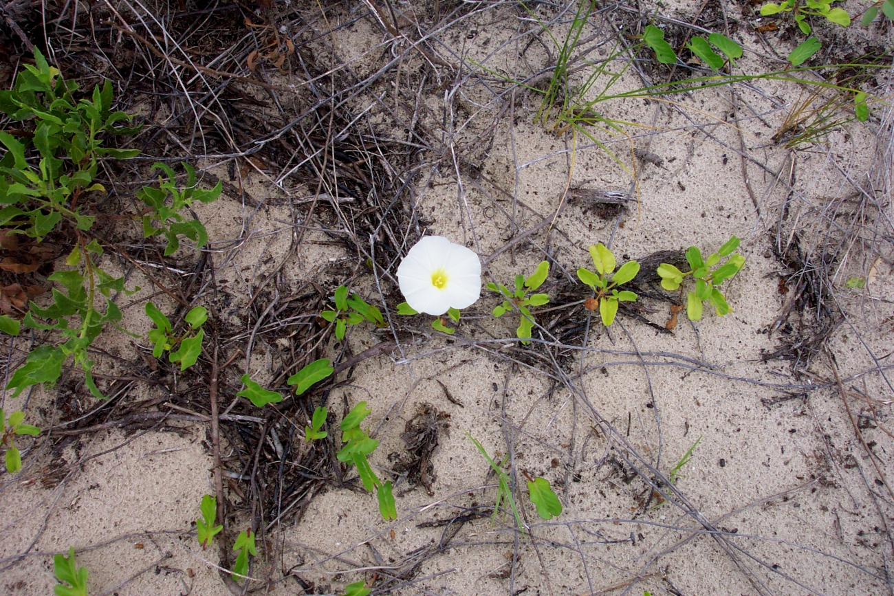 A beautiful flower in the dunes on Sullivan Island
