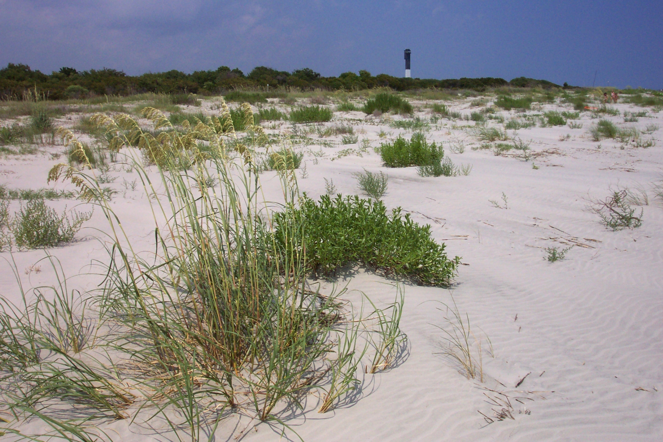 Dune vegetation and Sullivans Island lighthouse