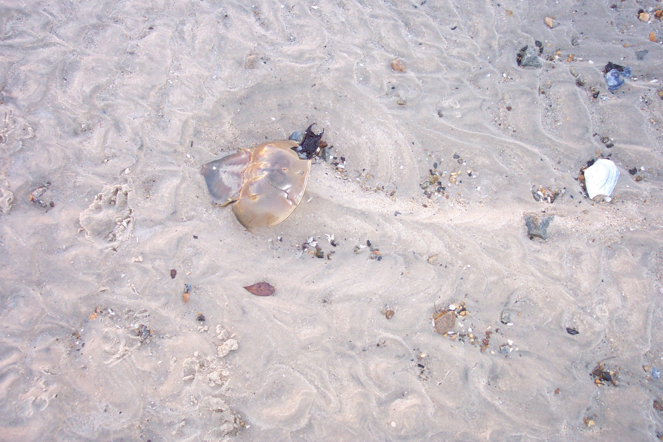 A remnant of a horseshoe crab shell leaves a scour hole and shows downstreamdirection of tidal flow