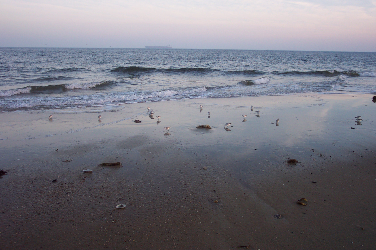 Shore birds looking for dinner in the surf zone at Cape Henry