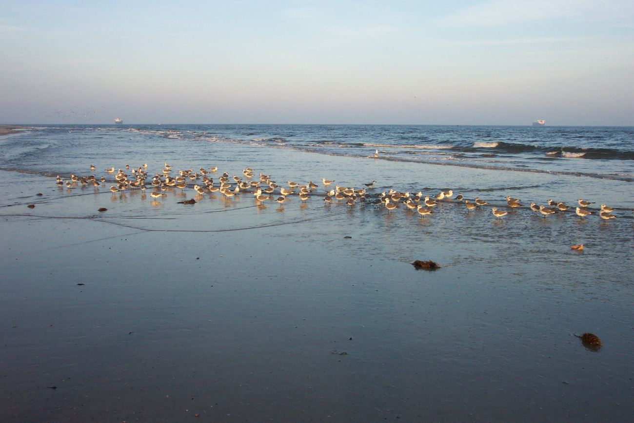 Sea gulls in the surf zone at Cape Henry
