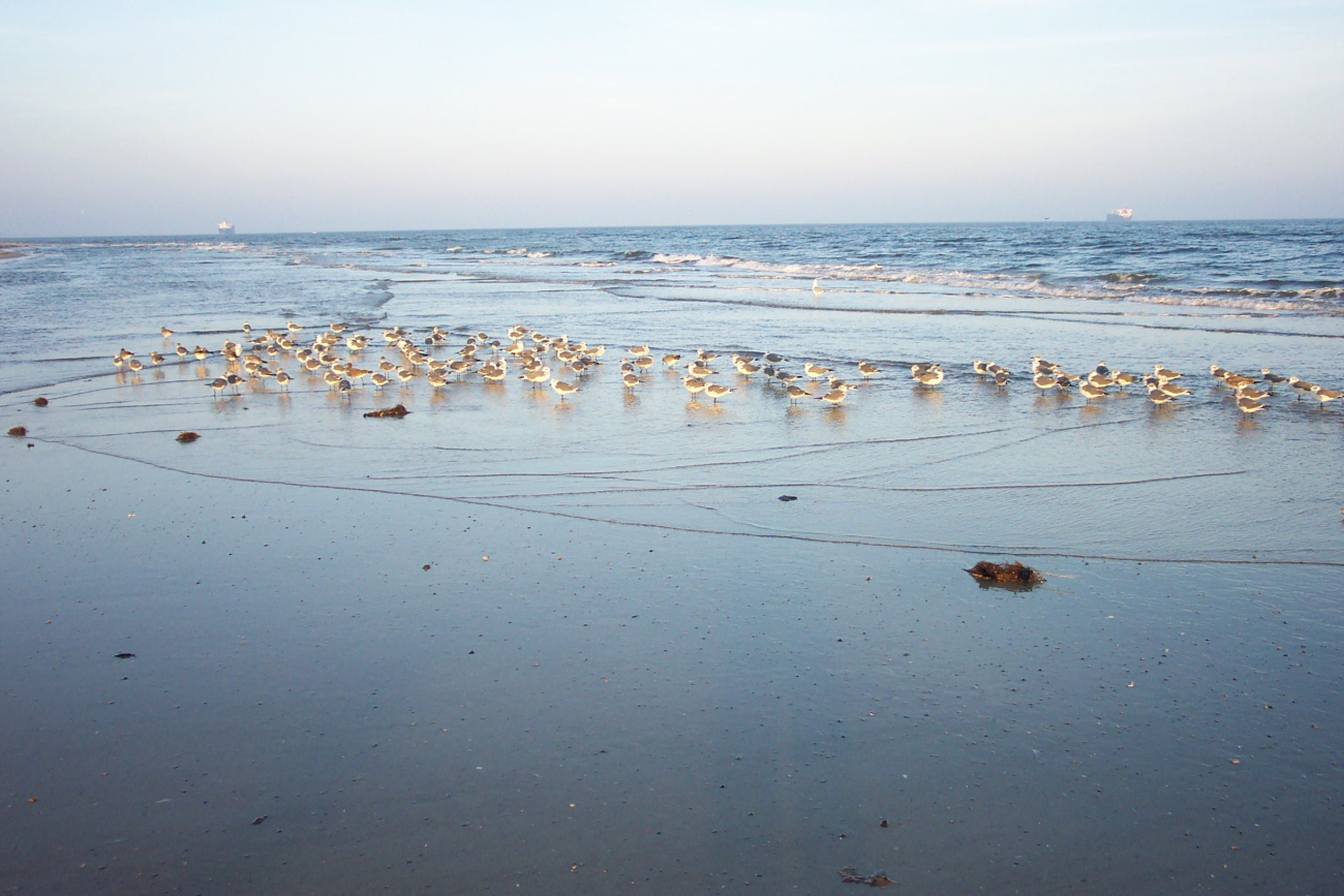 Sea gulls in the surf zone at Cape Henry