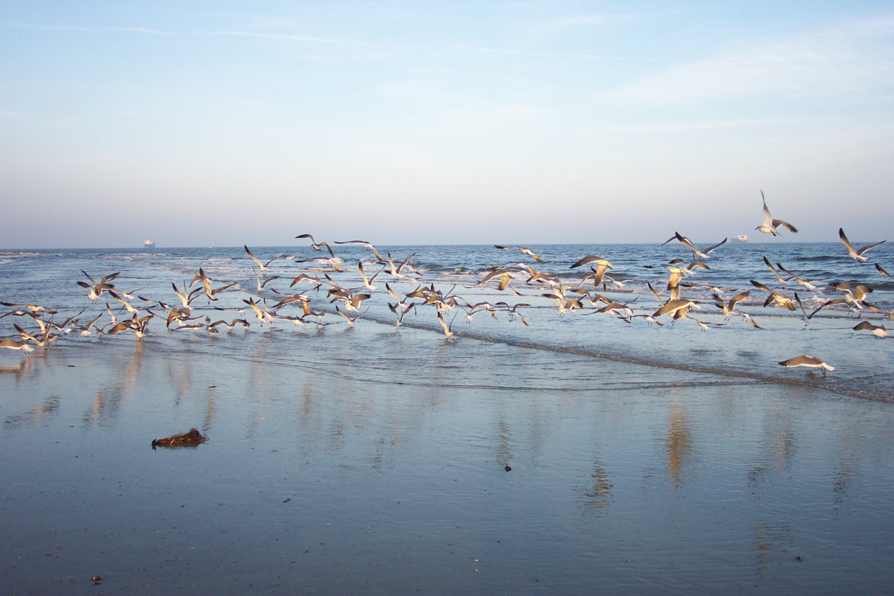 Sea gulls flying near the water at Cape Henry