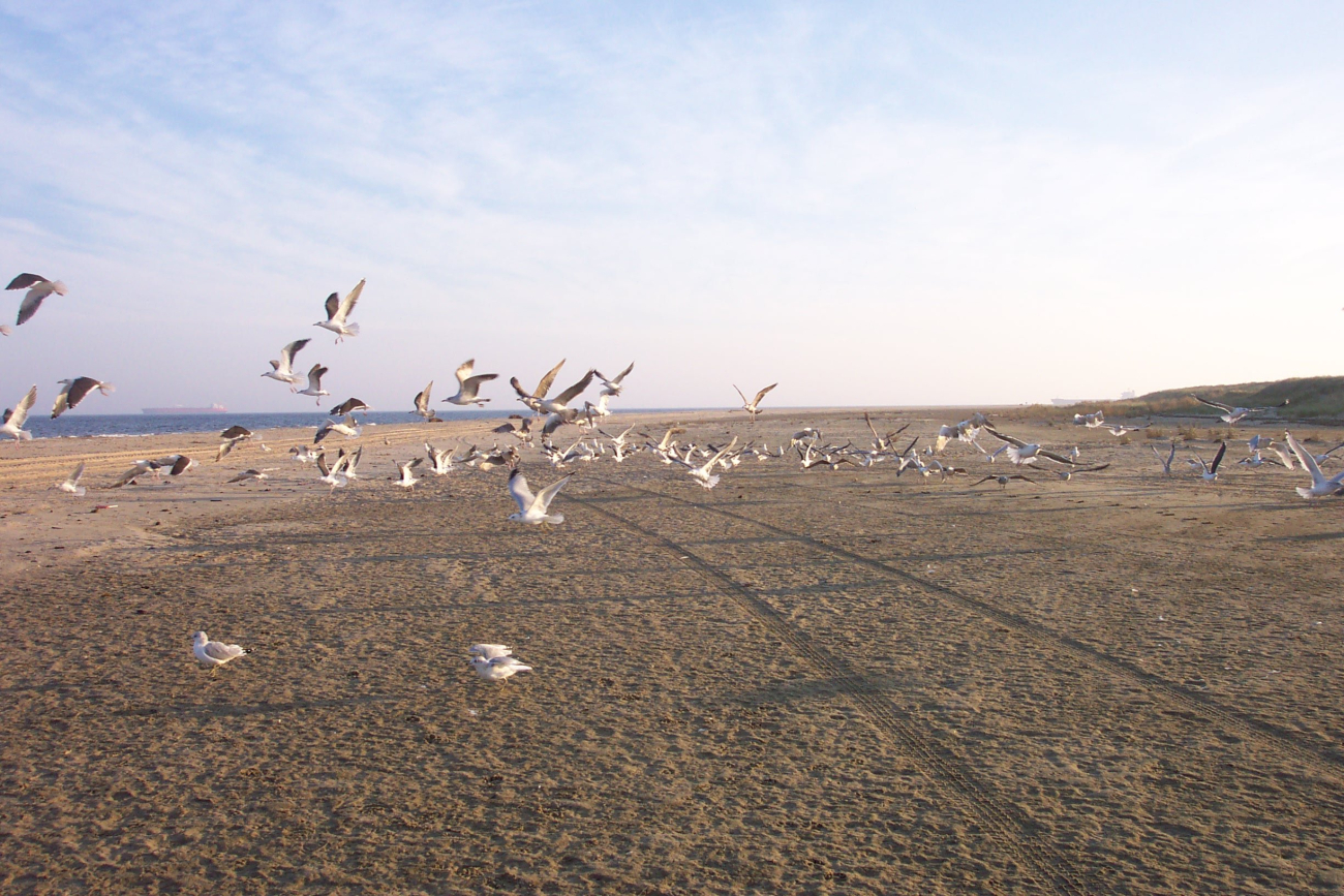 A flock of sea gulls taking off at Cape Henry