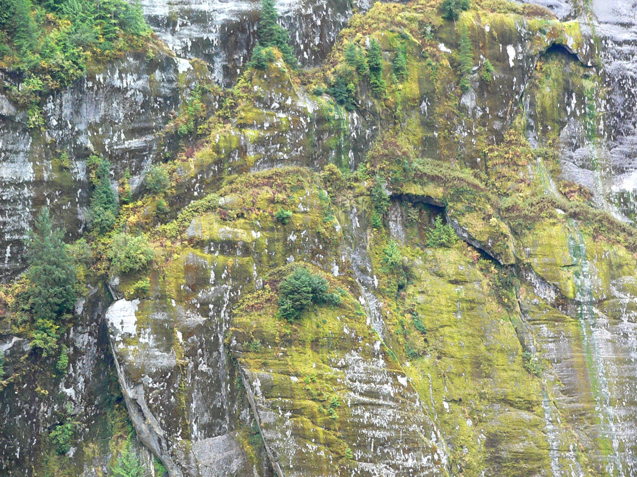 Cliff covered by moss