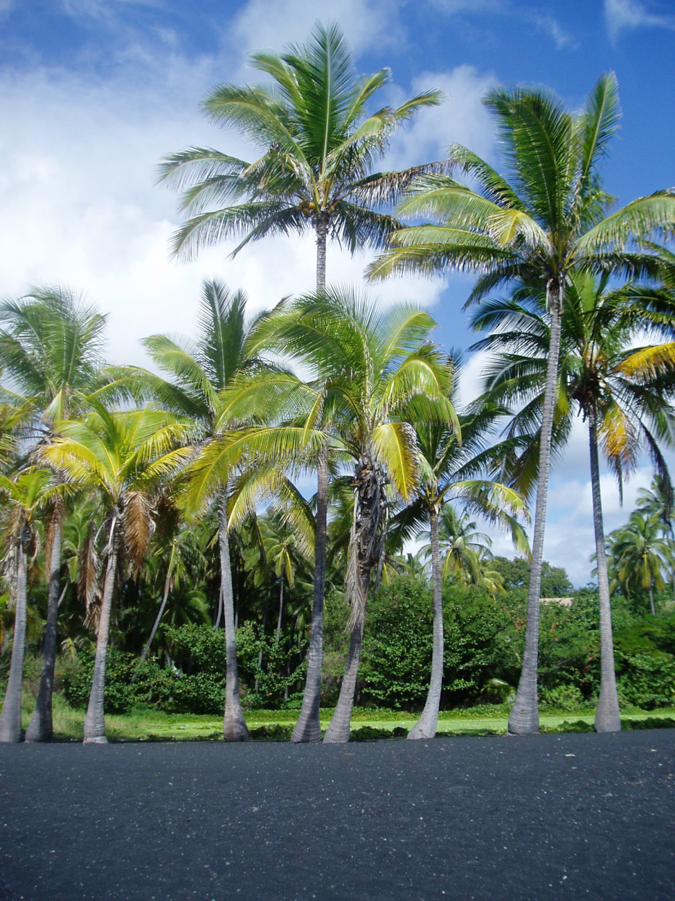 Palm trees growing in a black lava sand beach on the southeast side of thebig island