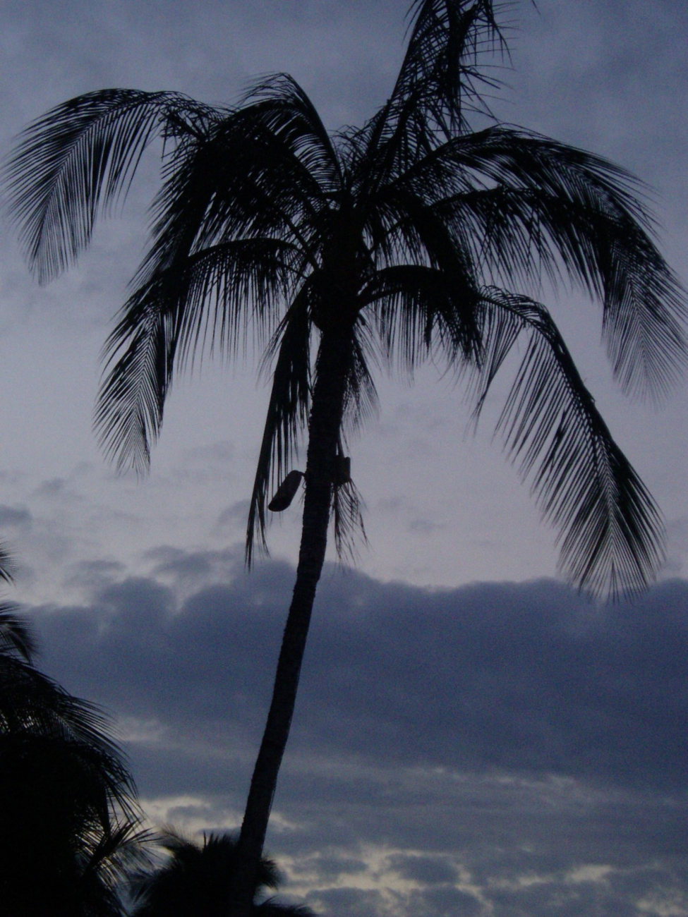 A palm tree silhouetted at dusk
