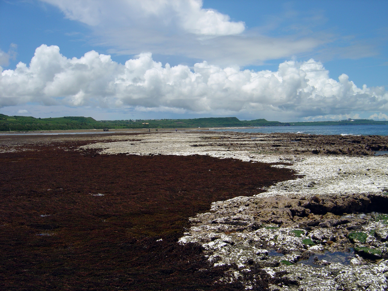 Uncovered reef flat with area of brown algae at low tide on the Guam coastline