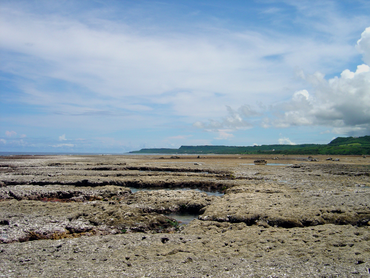 Brown algae in channels while reef flat appears devoid of growth at low tideon Guam coastline