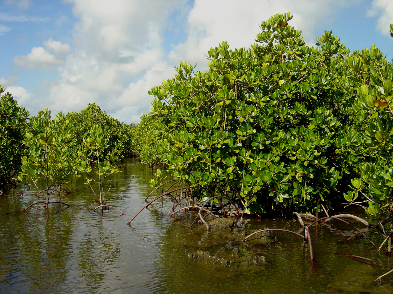 Mangroves growing in the coral rocks of the Guam coastline