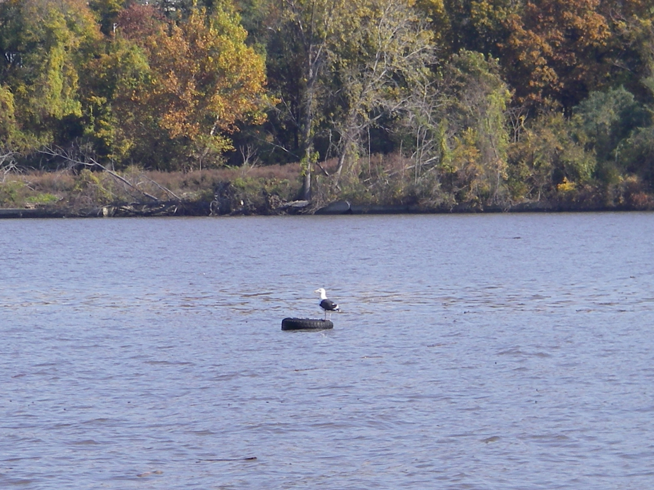 Seagull riding a tire down the Hudson River