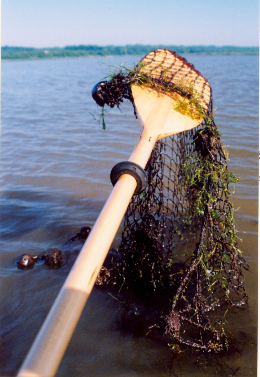 A ghost fishing net still captures and kills many aquatic animals