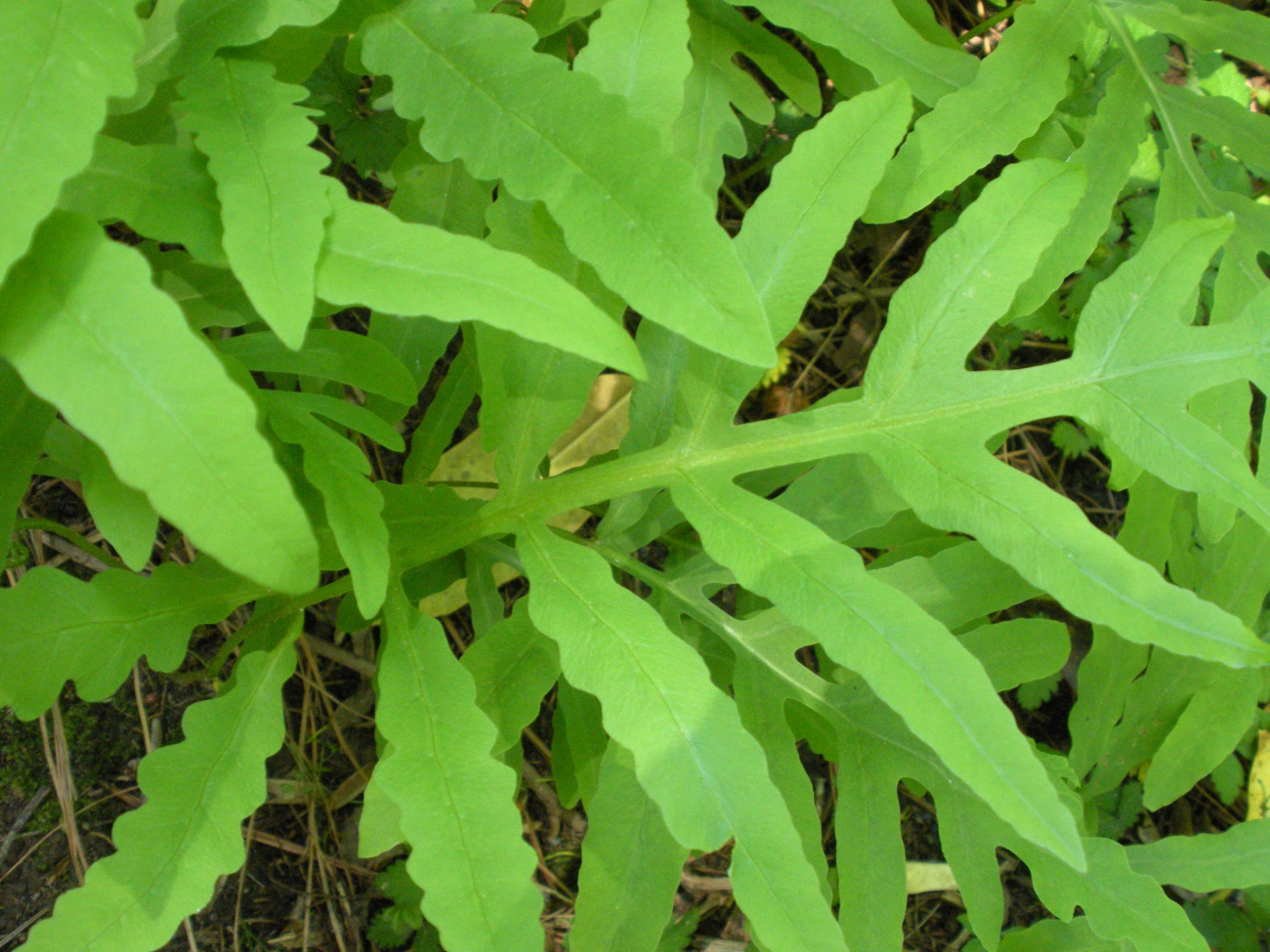 A type of fern