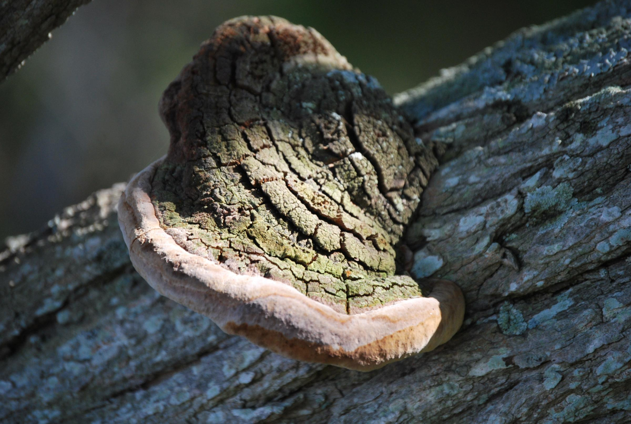Fungus on a locust tree