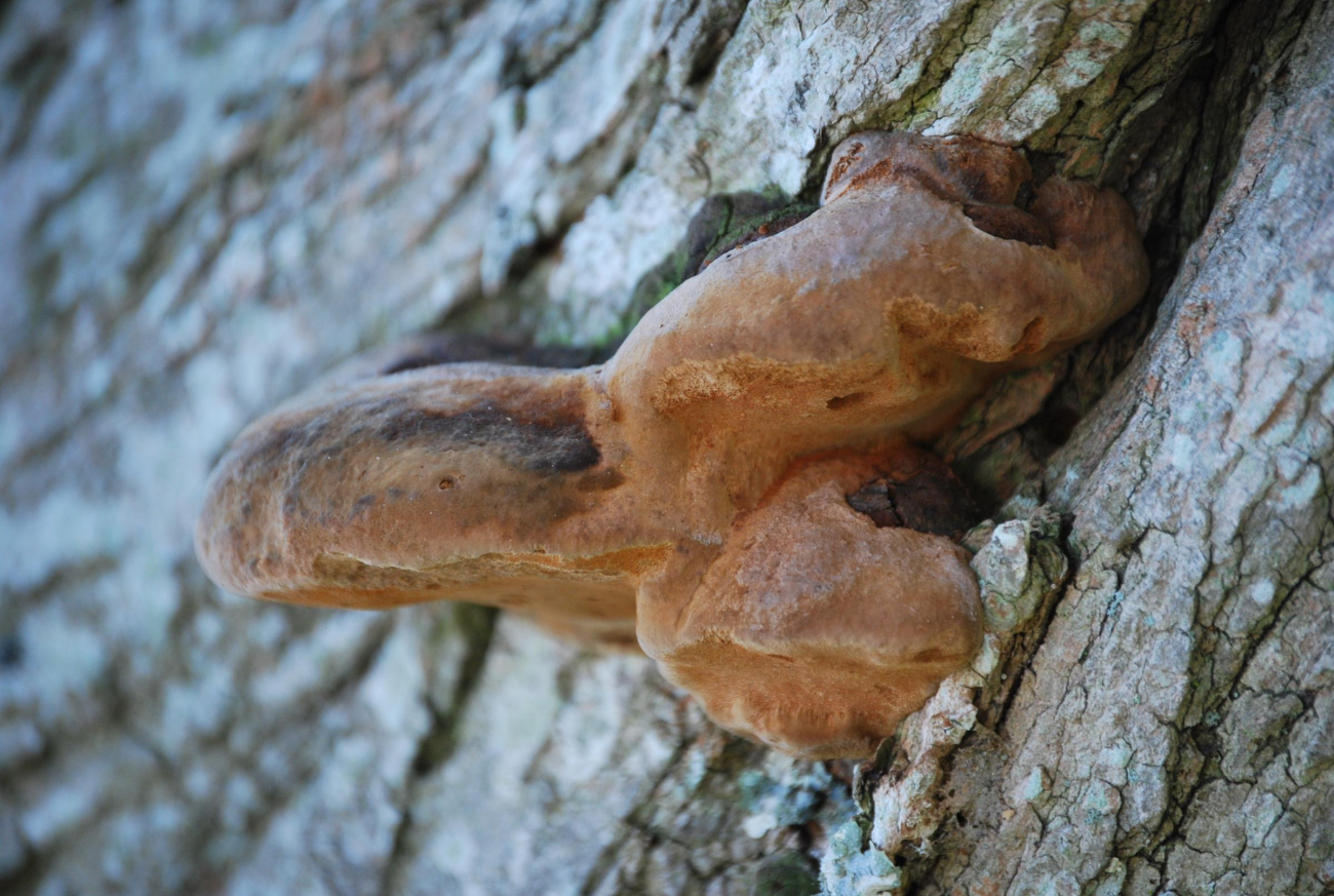 Fungus on a locust tree