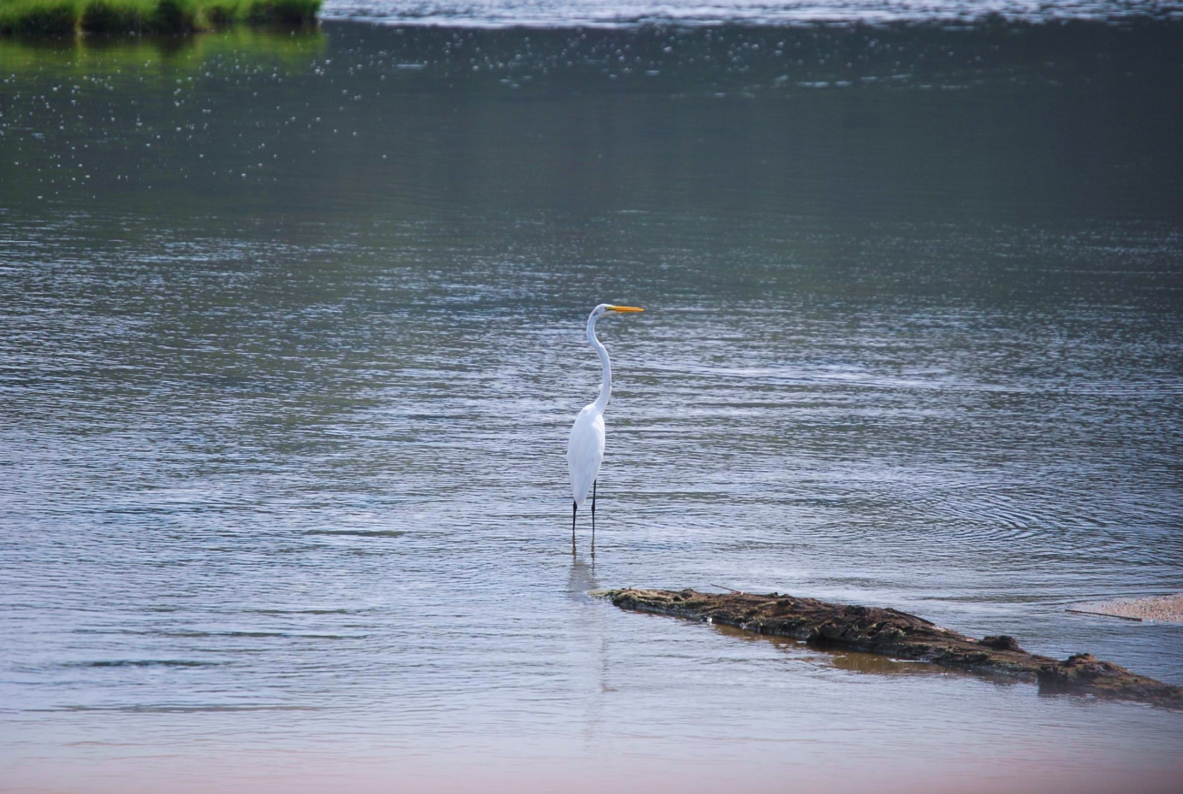 A great white egret or great egret (Ardea alba) on the Patuxent River